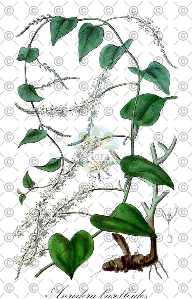 HistAbb_wfo-0000218609_1_ENZY_Simple | Historische Abbildung von Anredera baselloides - Basellaceae | Historical Illustration of Anredera baselloides - Basellaceae