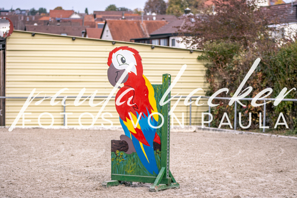 IMG_5296 | Erleben Sie dynamische Sport- und emotionale Tierfotografie in Süddeutschland mit Fotos von Paula. Spezialisiert auf Pferde- und Hundefotografie sowie Sportevents. Kontaktieren Sie mich für einzigartige und ausdrucksstarke Bilder Ihrer besonderen Momente.