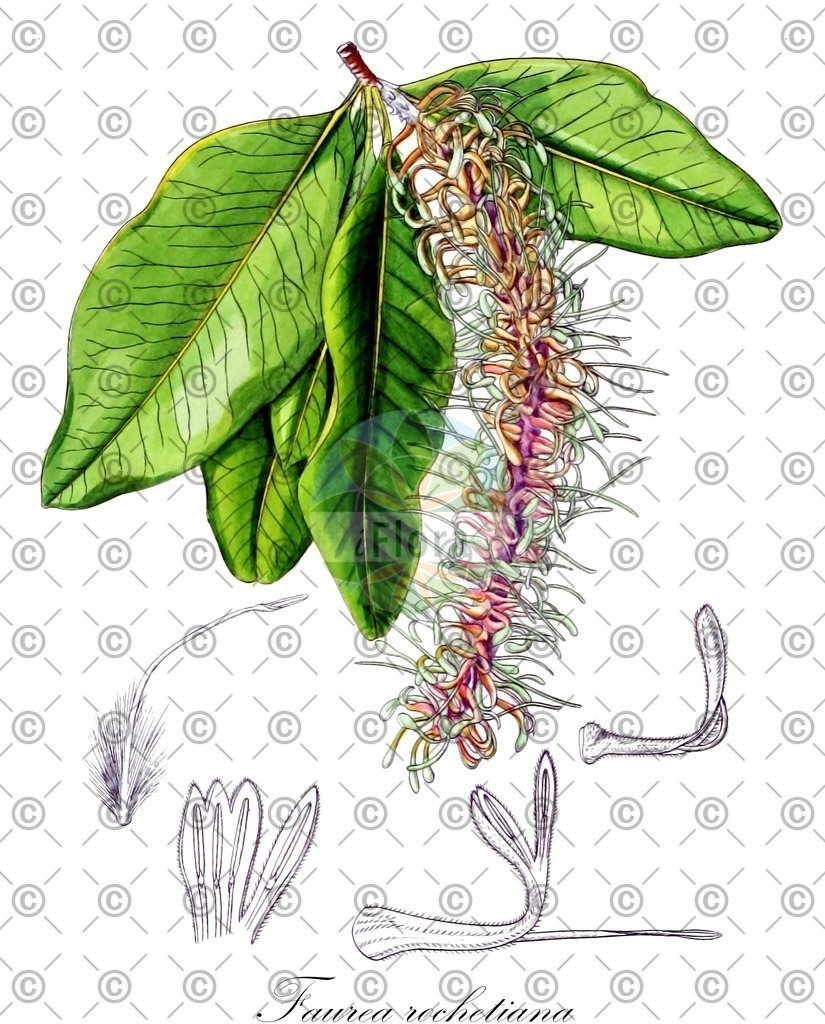 HistAbb_wfo-0001193050_1_ENZY_Simple | Historische Abbildung von Faurea rochetiana - Proteaceae | Historical Illustration of Faurea rochetiana - Proteaceae