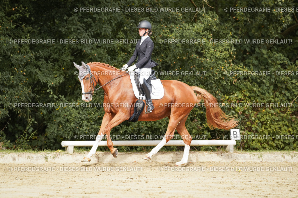 DSC02006 | Pferdegrafie