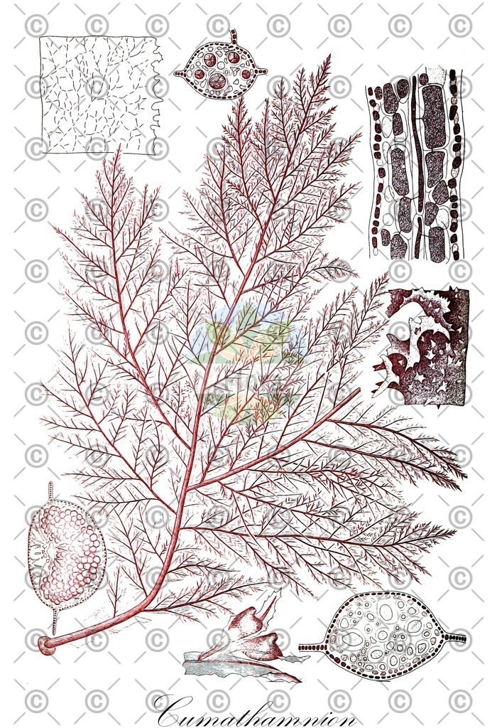 HistAbb_EMP_107368_1_FloraD_Simple | Historische Abbildung von Cumathamnion - Delesseriaceae (0) | Historical Illustration of Cumathamnion - Delesseriaceae (0)