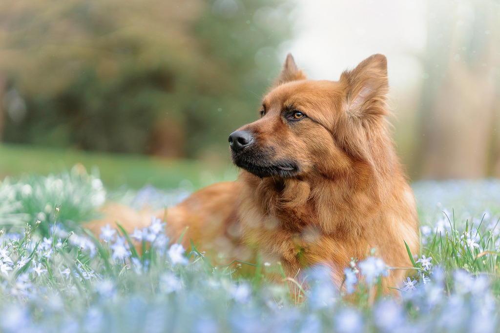 Hundefotografie in der Natur Outdoor | Hundefotografie Bremen Blumenthal und um zu 