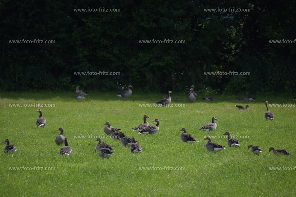 JUN_8691 | www.foto-fritz.com - Realisiert mit Pictrs.com