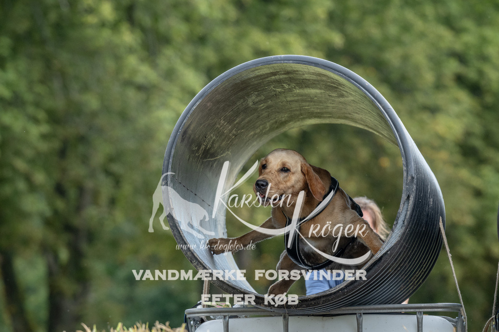 0951_ZZ91354 | kk-dogfotos