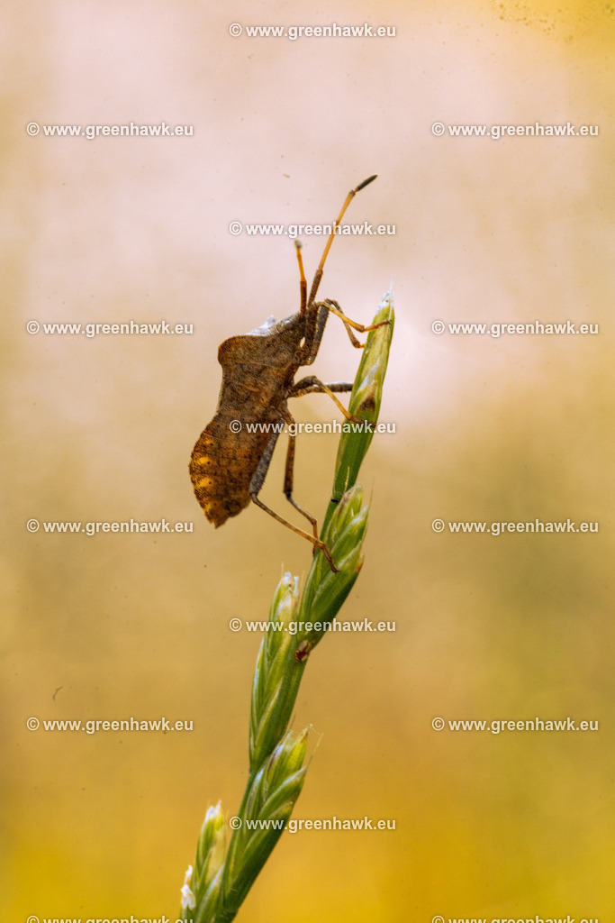 _MG_8015 | Greenhawks Bilder Shop für Landschaften, Urban, Tiere und weiteres als Poster Leinwand oder Fotogeschenk für Ostern Weihnachten oder Geburtstag  - Realisiert mit Pictrs.com