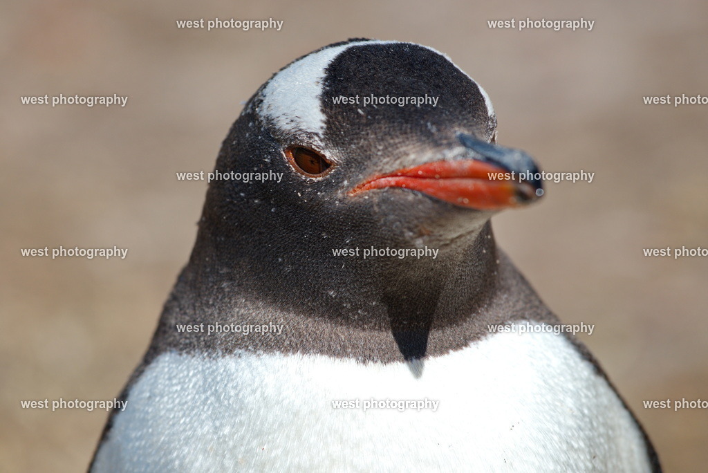 Gentoo Penguin 6 SND - FLK 2014 | west photography - Realisiert mit Pictrs.com