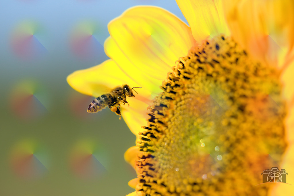 I-Biene-0003 | Entdecken Sie eine vielfältige Auswahl individueller Fotos zum Kauf auf picturalux.de. Finden Sie hochwertige Bilder für Ihre Projekte, die Ihre Botschaft perfekt unterstreichen. Stöbern Sie jetzt und verleihen Sie Ihren Inhalten das gewisse Etwas! - Realisiert mit Pictrs.com