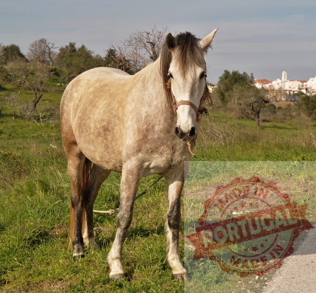 Gray horse standing in green field with village | Gray horse standing in a roadside field with a white village in the background - Realisiert mit Pictrs.com