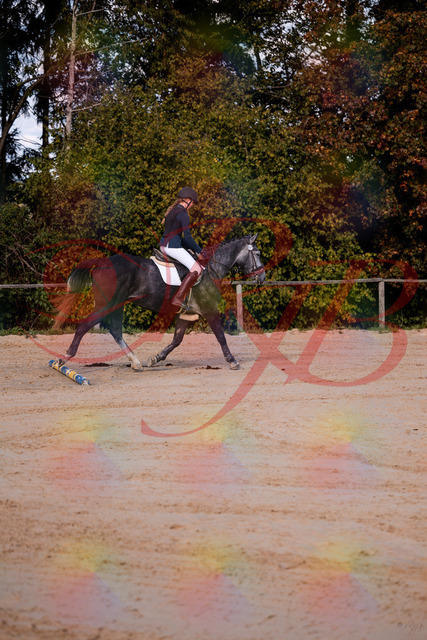 2026_10_03_Siefer-Hof_144831_Z81_25984675 | Professionelle Reitsport-, Turnier- und Eventfotografie von Robert Broda. Galerien mit ausgewählten und bearbeiteten Bildern direkt online ansehen und bestellen.