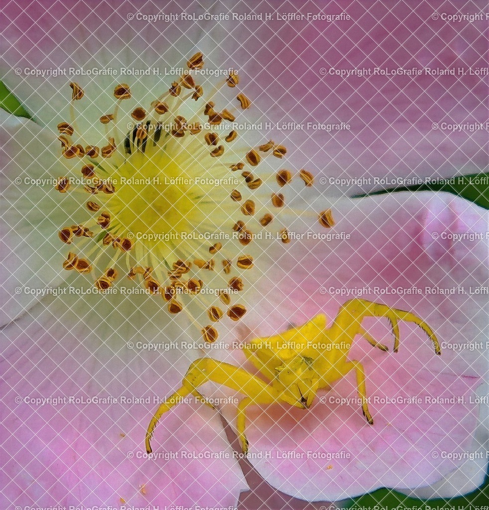 IMG_1665_1_ZSD | Wandfotos und Wandbilder für Büro, Kanzlei, Praxis und Unternehmen in höchster Qualität. Verfügbar als Jahreskalender, Holzdruck, Leinwand, Forex-Fotodruck, Alu-Dibond, Acrylglas, Akustikbilder. - Realisiert mit Pictrs.com