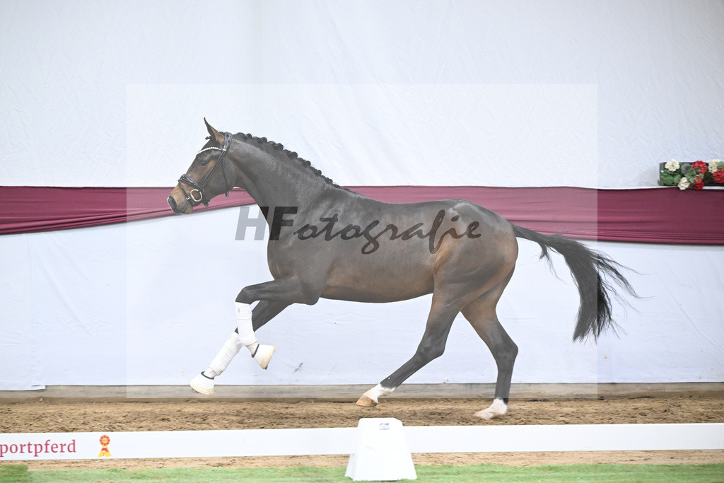 Kat-Nr. 70 Valdiviani x Fuerstenball_Joachim Weil_47252598 | hf-fotografie - Realisiert mit Pictrs.com