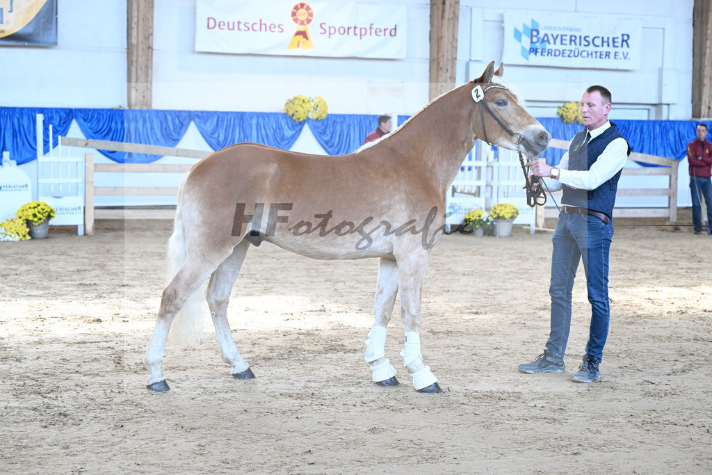 Kat-Nr. 2 nn v. Belantis_Haflingergestuet Meura_48250015 | hf-fotografie - Realisiert mit Pictrs.com