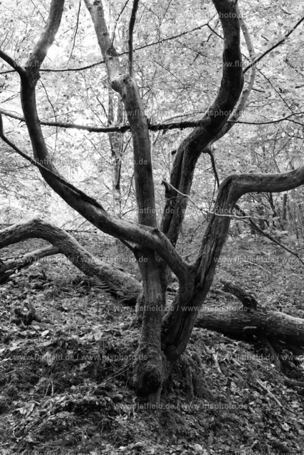 Astchaos | Naturfoto aus dem Morgenbachtal