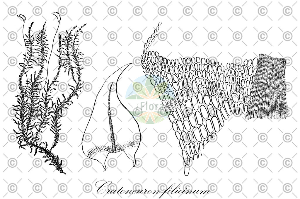 HistAbb_wfo-0001181008_1_ENZY_Simple | Historische Abbildung von Cratoneuron filicinum - Amblystegiaceae | Historical Illustration of Cratoneuron filicinum - Amblystegiaceae