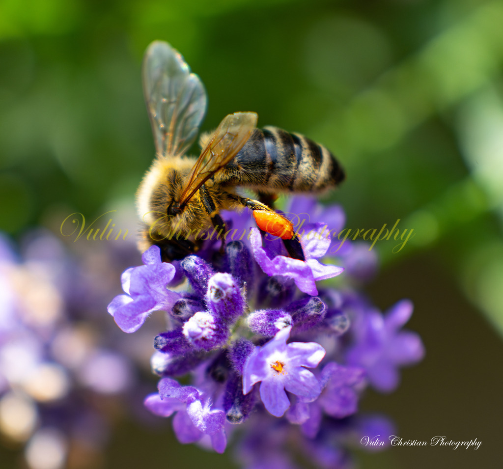 ULMA 13 | Christian Vulin  - Realisiert mit Pictrs.com