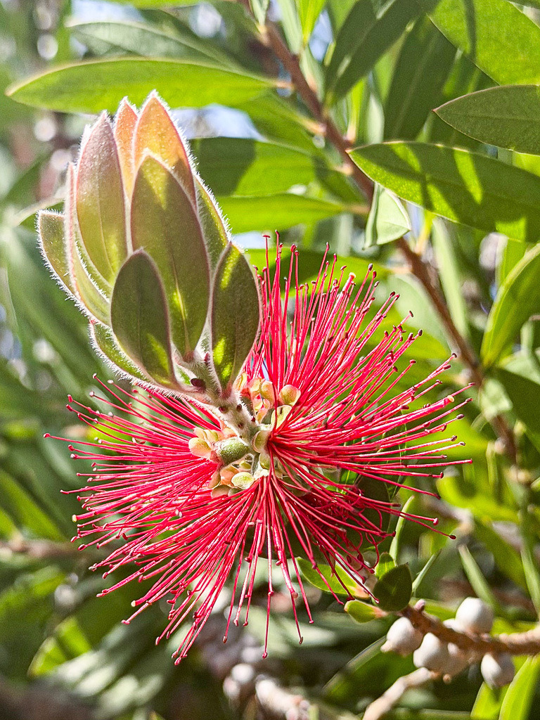 Bottlebrush Blossom Close-Up | Vibrant bottlebrush flower captured in natural sunlight with striking radial filaments, rich botanical textures and vivid tropical colors. An expressive floral close-up full of dynamic structure, organic detail and exotic garden atmosphere. - Realisiert mit Pictrs.com