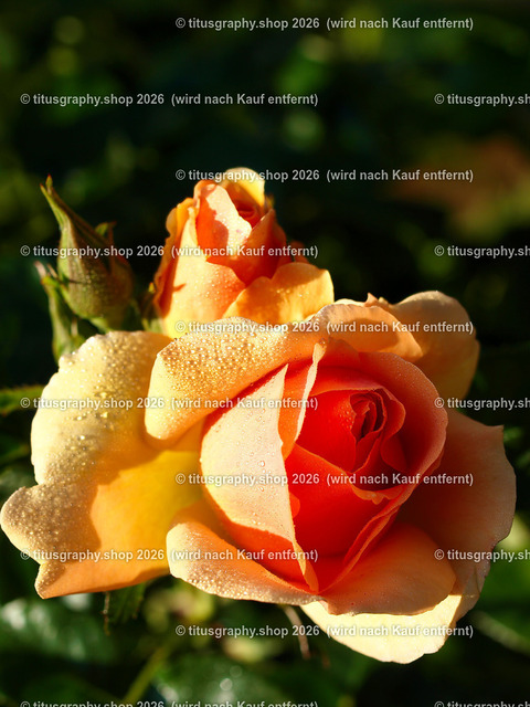 titusgraphy_P6291932-vz-ln | titusgraphy-shop: Geschenkideen mit Qualitätsfotos. titusgraphy-shop: gift ideas with quality photos. titusgraphy-shop: idées cadeaux avec photos de qualité.  - Realisiert mit Pictrs.com