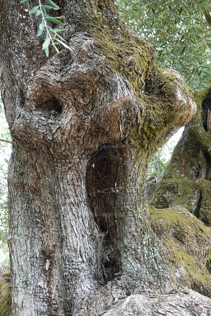 ugly trees | foto-focus-online