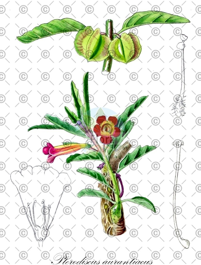 HistAbb_wfo-0001080631_1_ENZY_Simple | Historische Abbildung von Pterodiscus aurantiacus - Pedaliaceae | Historical Illustration of Pterodiscus aurantiacus - Pedaliaceae