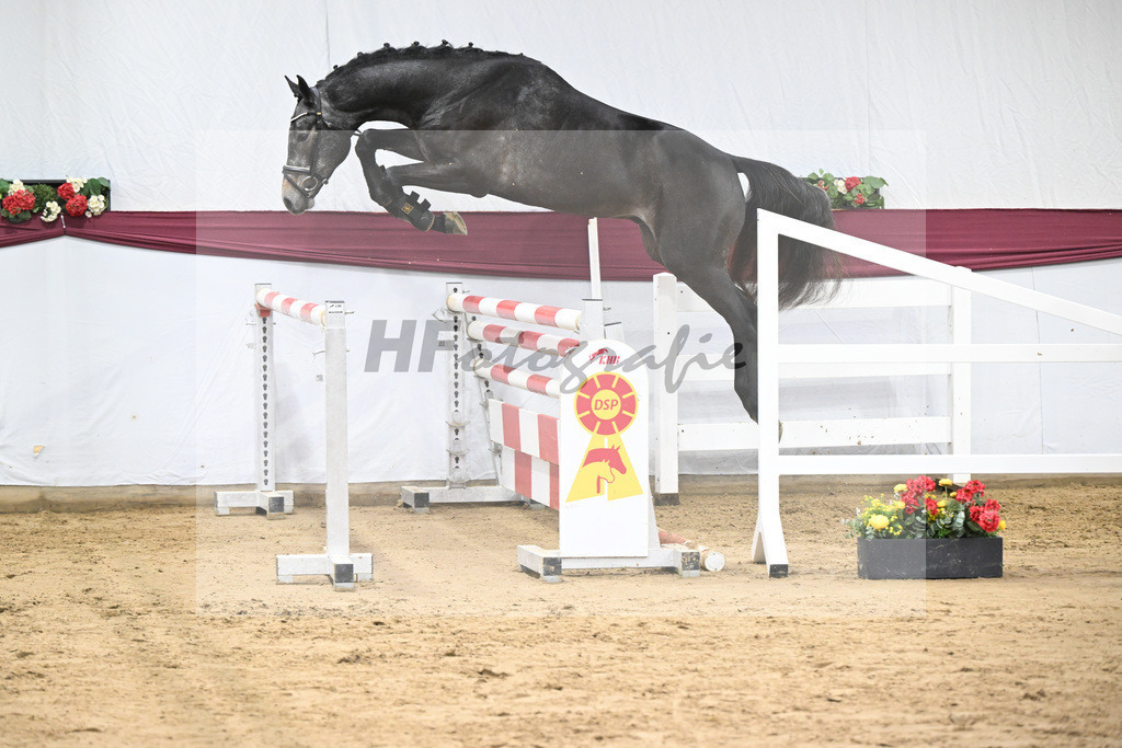 Kat-Nr. 9 Charthago Blue x C-Indoctro_ECS Livestock BV_47253321 | hf-fotografie - Realisiert mit Pictrs.com