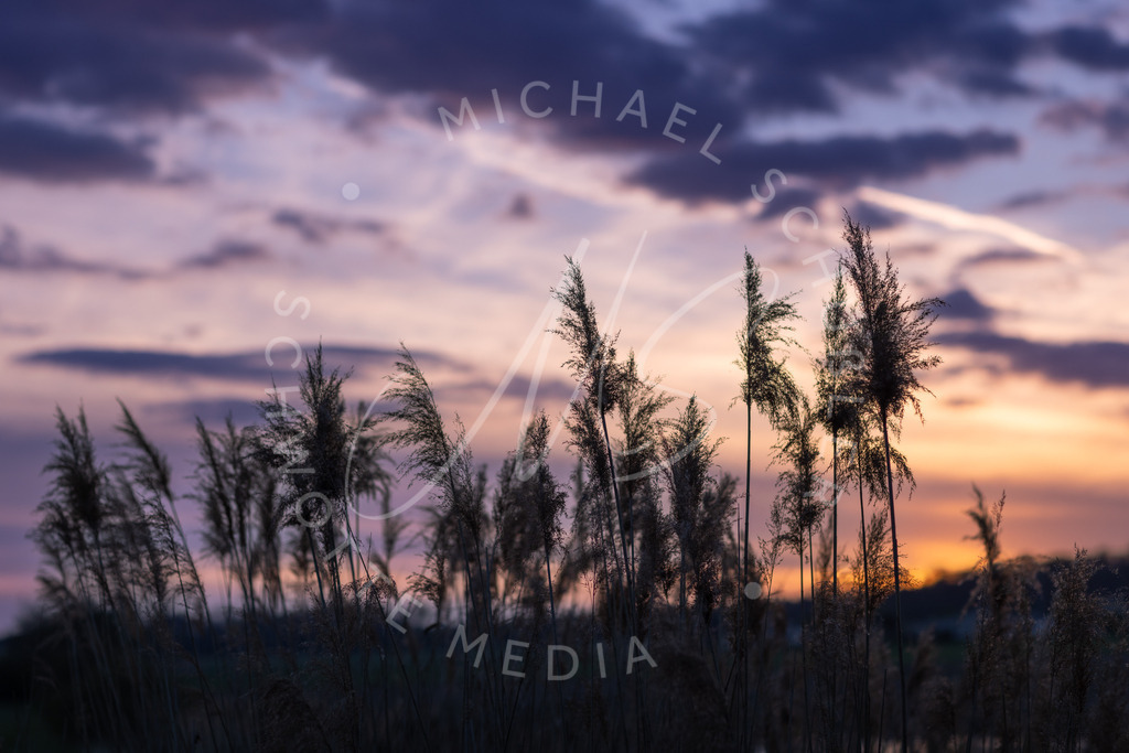 2022-04-19 Gegenlicht Hemmingen  - 011 | Schwotte Media - Realisiert mit Pictrs.com