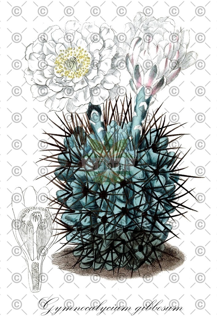 HistAbb_EMP_355_SRC_Schlechtendal_FLORAD_SIMPLE | Historische Abbildung von Gymnocalycium gibbosum - Cactaceae | Historical Illustration of Gymnocalycium gibbosum - Cactaceae