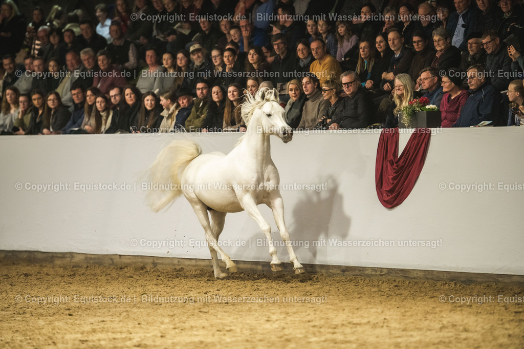 20240302_Hengstvorstellung_Marbach_TOMsPiC_1163-2 | equistock