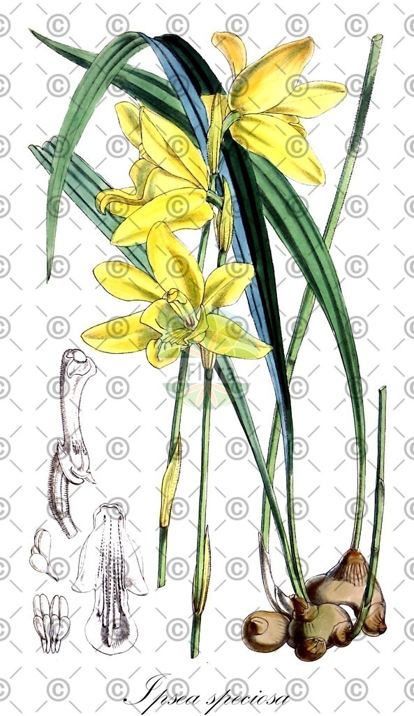 HistAbb_wfo-0000732153_1_ENZY_Simple | Historische Abbildung von Ipsea speciosa - Orchidaceae | Historical Illustration of Ipsea speciosa - Orchidaceae