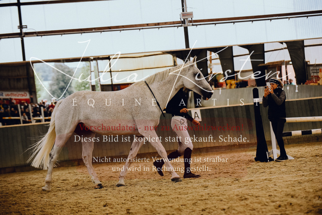 DSC_6956 | Pferde- und Turnierfotografie in Westsachsen. Pferdeportraits, Auftragszeichnungen und intuitive Kunst.