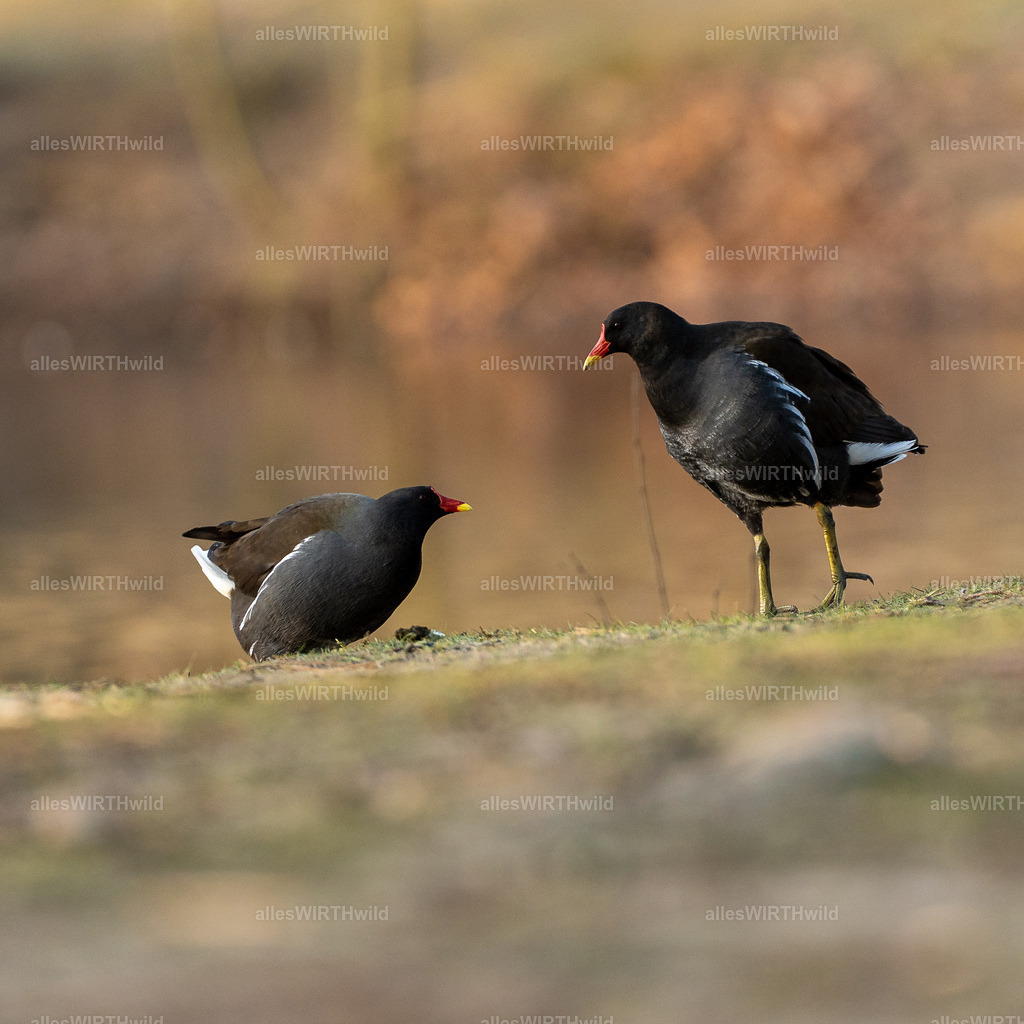 Daniel Wirth - www.allesWIRTHwild.de -7IV08867 | Entdecke die faszinierende Welt der Natur- und Wildlife-Fotografie von Daniel und Bärbel. Inspirierende Bilder von wilden Tieren und kleinen Naturwundern.