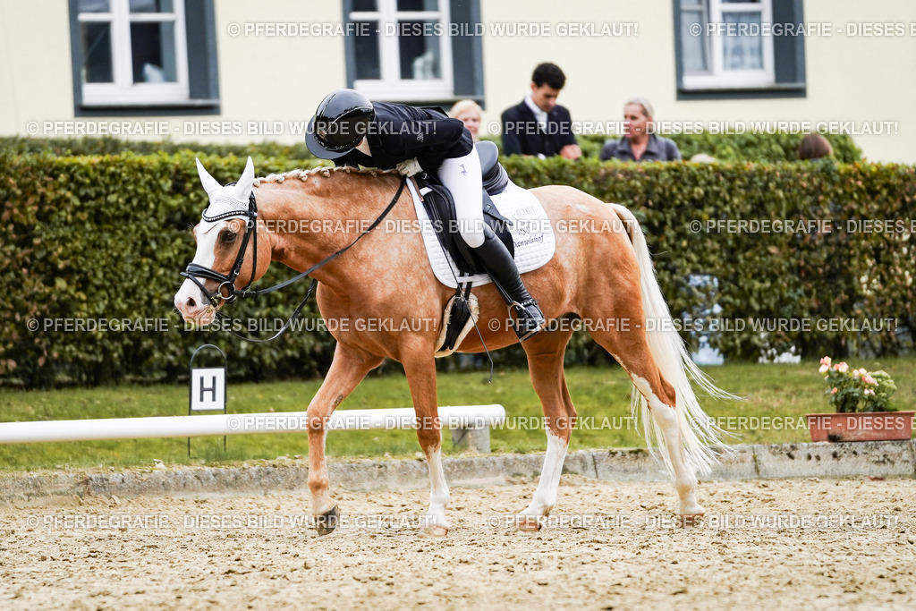 DSC01309 | Pferdegrafie