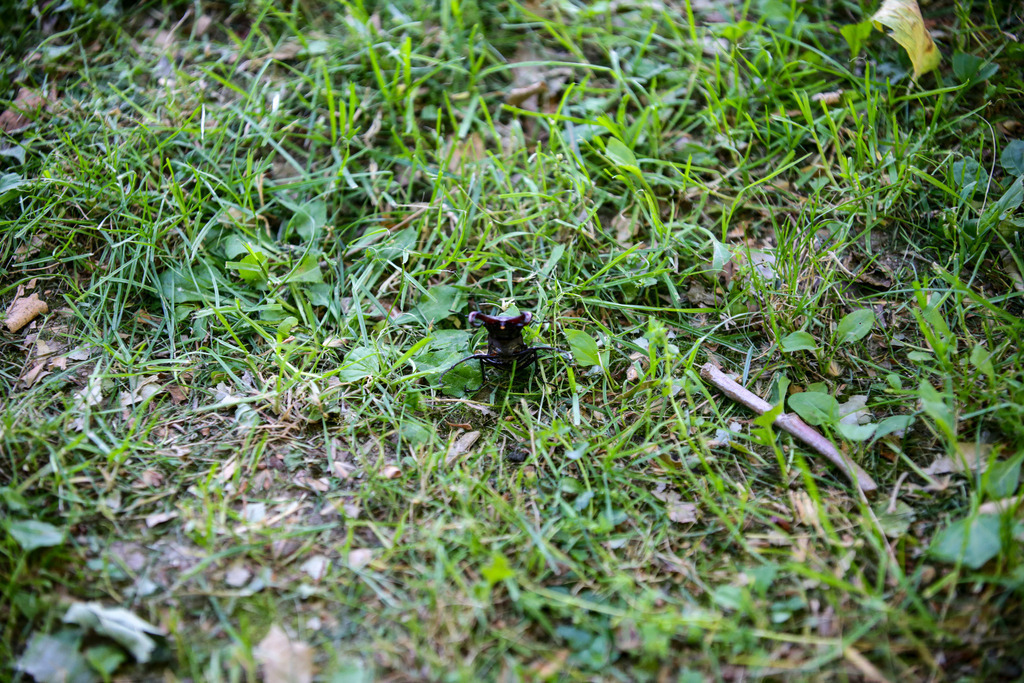 20250621-AW_L0693 | AUSTRIA, 21.06.2025, Forchtenstein, 5k Herbalife Cometogether, Photo: WAPICS / Andreas Willdoner