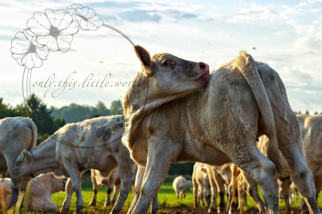 IMG_7275-01 | only.this.little.world - Realisiert mit Pictrs.com