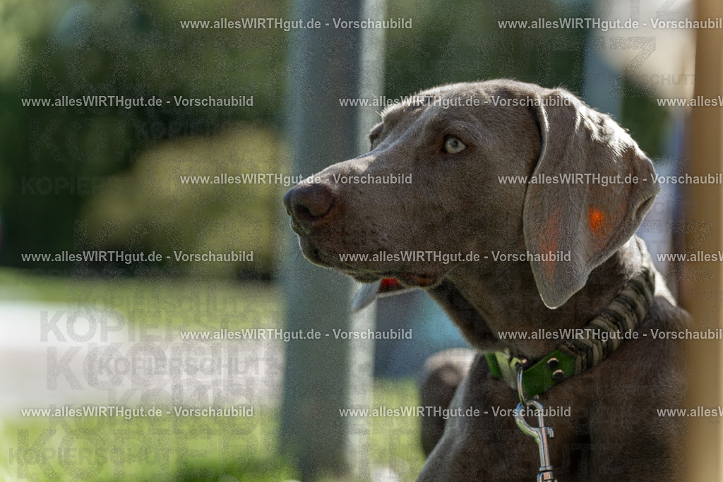 Hundeschwimmen_Volksbad_2026-allesWIRTHgut_Tierfotografie-2609061107-101744-7R509396 | Professionelle Tierfotografie in Mönchengladbach von Daniel Wirth (allesWIRTHgut). Liebevolle & natürliche Bilder von Hunden & Katzen für unvergessliche Erinnerungen.
