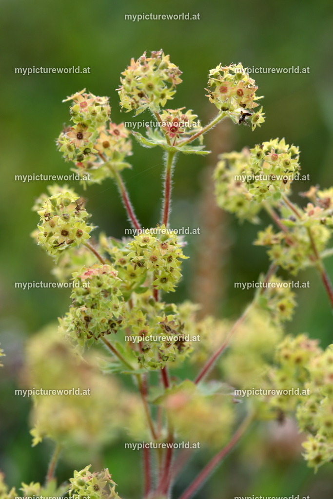 Bergwiesen-Frauenmantel-006 | Das Bilderarchiv über Tiere, Planzen und Landschaften. In der Bilddatenbank finden Sie ein große Auswahl an hochwertigen Bilder für Ihre Werbung - Realisiert mit Pictrs.com
