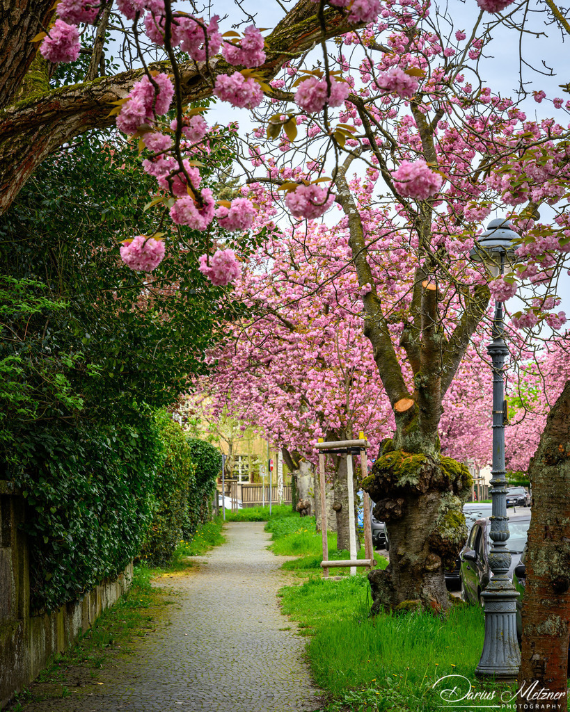 DSC_9376 | Fotografien, Fotos und Bilder aus Mainz, Frankfurt, Wiesbaden und anderen Orten auf der Welt - Fotografiert von Darius Metzner