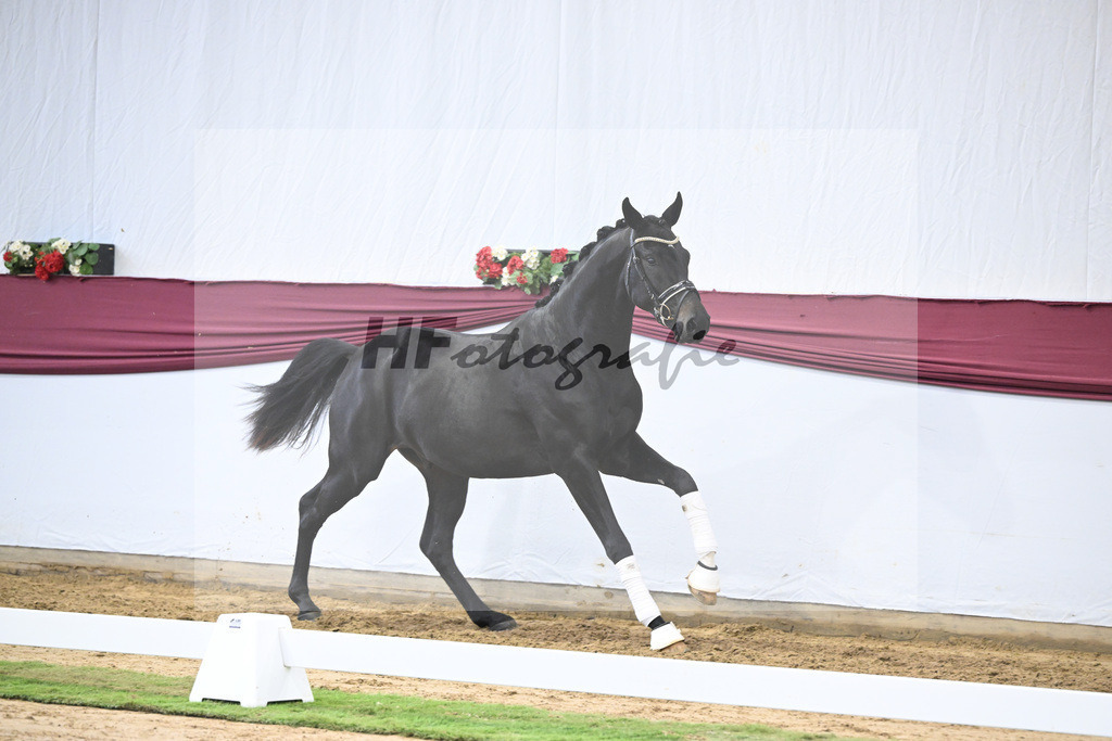 Kat-Nr. 23 Va Pensiero x De Niro_Christiane Schindele_47250732 | hf-fotografie - Realisiert mit Pictrs.com