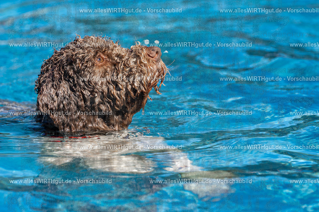 Hundeschwimmen_Volksbad_2026-allesWIRTHgut_Tierfotografie-2609061141-FAY06291 | Professionelle Tierfotografie in Mönchengladbach von Daniel Wirth (allesWIRTHgut). Liebevolle & natürliche Bilder von Hunden & Katzen für unvergessliche Erinnerungen.