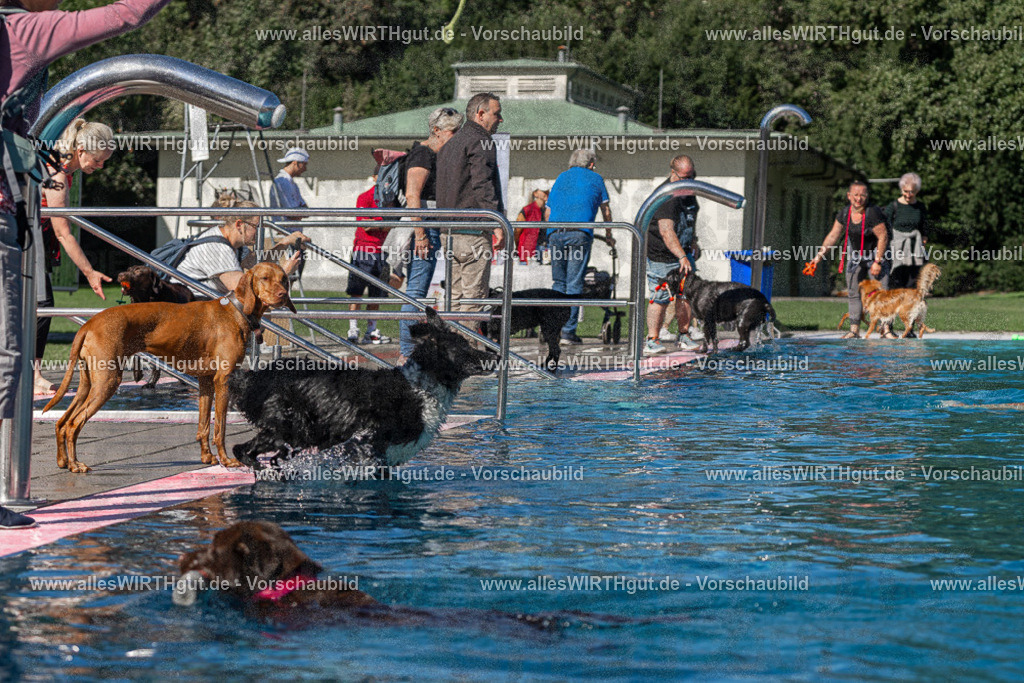 Hundeschwimmen_Volksbad_2026-allesWIRTHgut_Tierfotografie-2609061130-FAY06240 | Professionelle Tierfotografie in Mönchengladbach von Daniel Wirth (allesWIRTHgut). Liebevolle & natürliche Bilder von Hunden & Katzen für unvergessliche Erinnerungen.