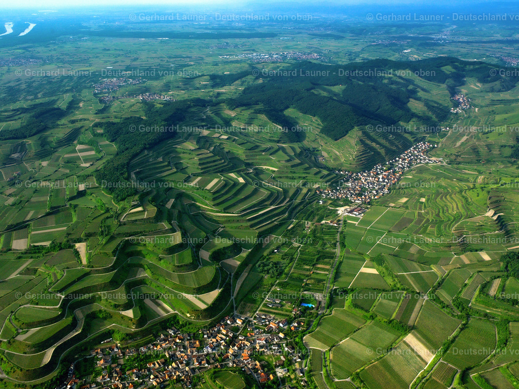 9200351 | Weinbergsterassen zw. Vogtsburg u. Oberbergen, Kaiserstuhl
