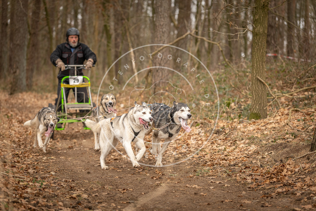 Pfotenfotografie_DV3A8885 | Hundefotografie, Tierfotograf, Pfotenfotografie, Fotoshooting Hund, Hunde Portrait, Hundesport, Hundeportraits, Heideshooting, Hunde, Sportfotograf, Hundefotograf, Turnierhundsport, THS,  - Realisiert mit Pictrs.com