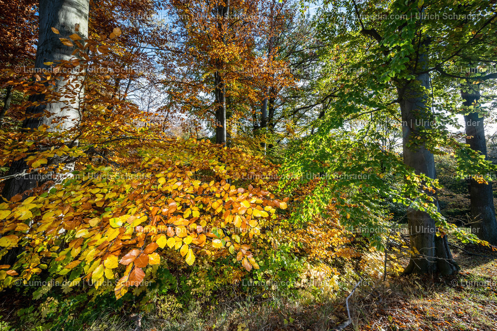 10049-12633 - Schloßpark Ilsenburg im Harz | Stockfoto und Bilderpool mit Bildmaterial aus Deutschland, dem Harz, Halberstadt, Quedlinburg, Wernigerode und weltweit. Qualitativ hochwertige und professionelle Fotos anschauen und kaufen. - Realisiert mit Pictrs.com