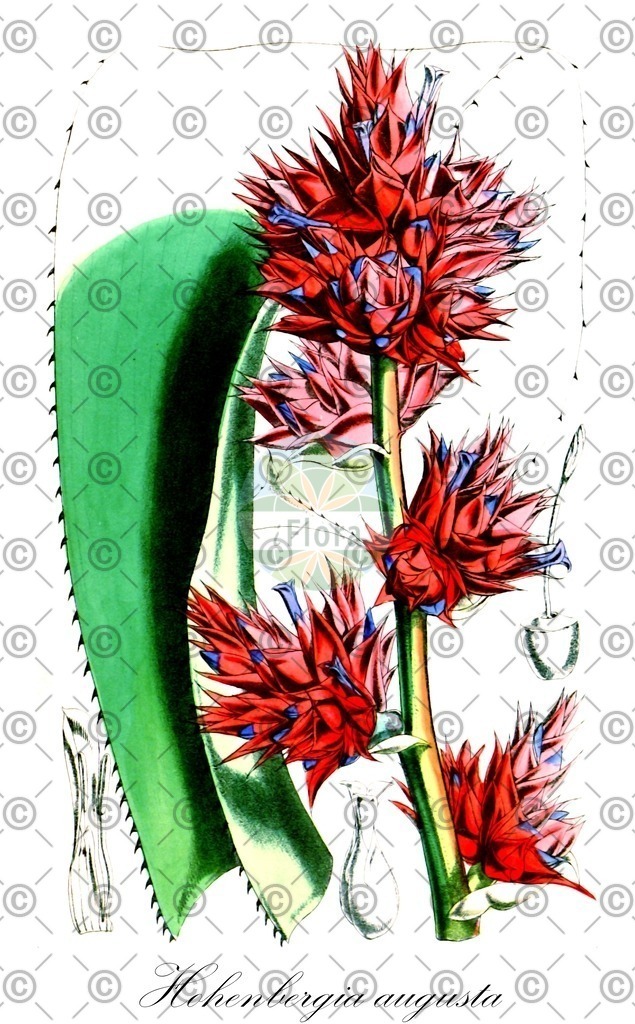 HistAbb_wfo-0000186982_1_ENZY_Simple | Historische Abbildung von Hohenbergia augusta - Bromeliaceae | Historical Illustration of Hohenbergia augusta - Bromeliaceae