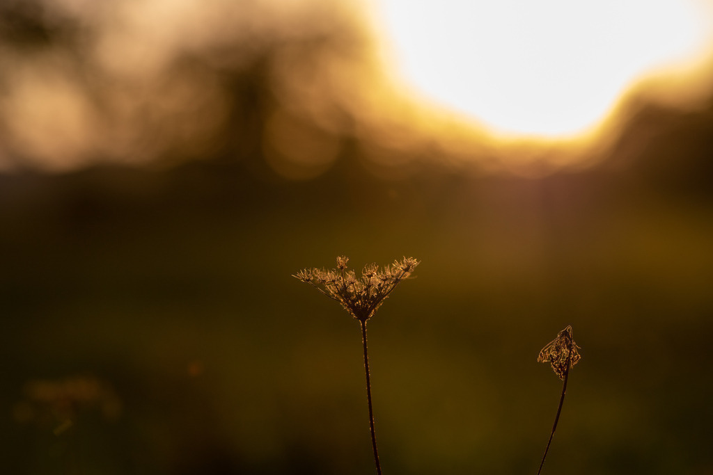 IMG_4793 | ehrlichefotos - Realisiert mit Pictrs.com