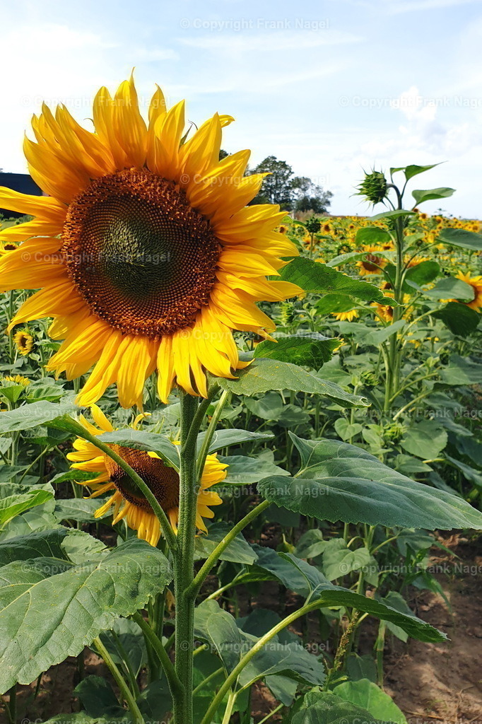 Sonnenblumen | Sonnenblumen  werden vermehrt auf Rügen angebaut, teils als Zwischenfrucht oder zur Produktion von Sonnenblumenöl. Sie sind ein beliebtes Fotomotiv. - Realisiert mit Pictrs.com