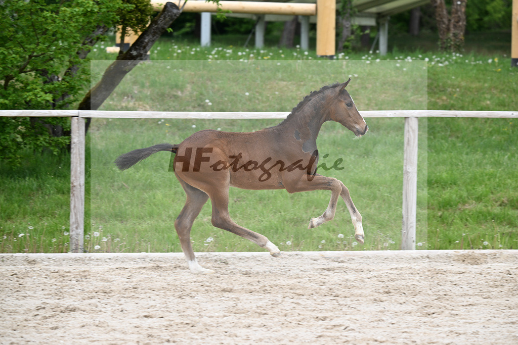 Kat-Nr. 33 HF Sebastino PS x Apache_Blessing_24260746 | hf-fotografie - Realisiert mit Pictrs.com