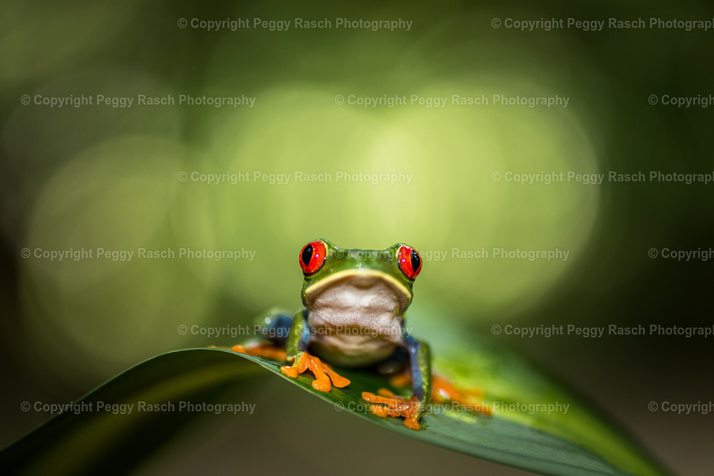 Frösche (6) | PeggyRaschPhotography - Realisiert mit Pictrs.com