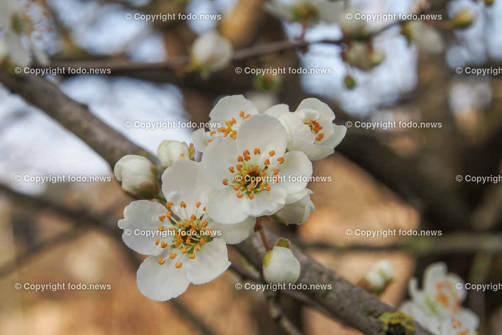 Frühling_ Blumen_ Frühlingsboten_ 28.03.2022-30 | 28.03.2022, Linz, AUT, Fruehling, Blumen, Fruehlingsboten, im Bild Zwetschge, Zwetschgenblueten