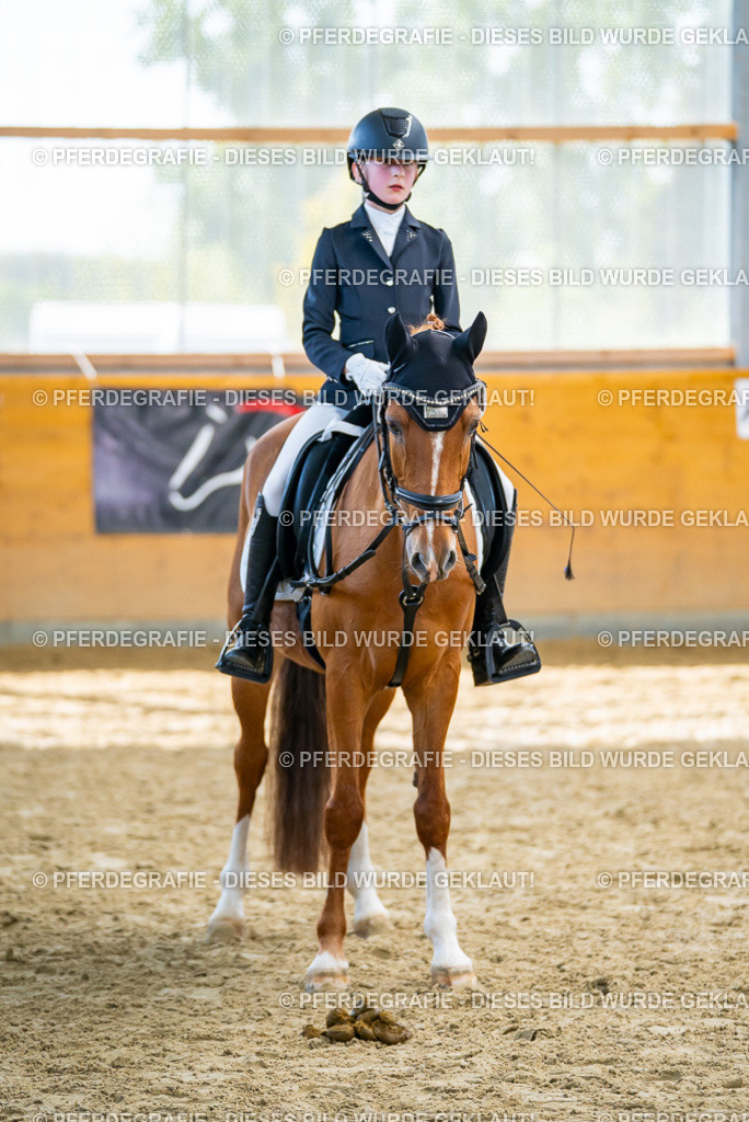 DSC01439 | Pferdegrafie