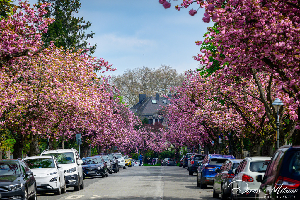 Die Ritterstrasse in Mainz | Die Ritterstrasse in Mainz im Frühling mit blühenden Bäumen